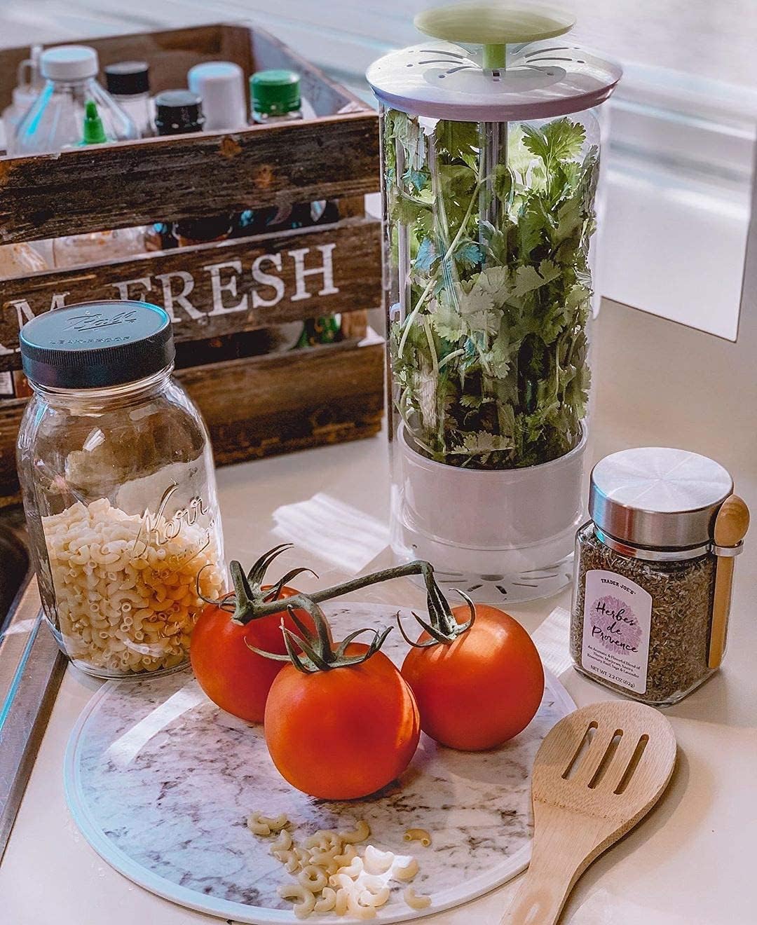 XXL Herb Keeper and Herb Saver – Glass Storage Container for Cilantro, Mint, Parsley, Asparagus, Keeps Greens Fresh for 2-3 Weeks