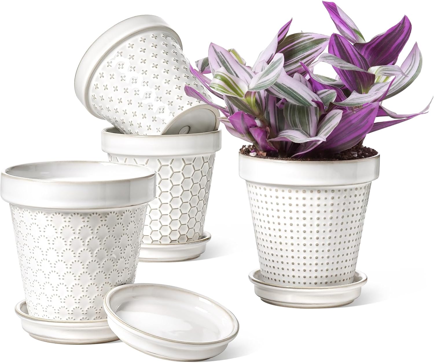 Gardening & Lawn Care