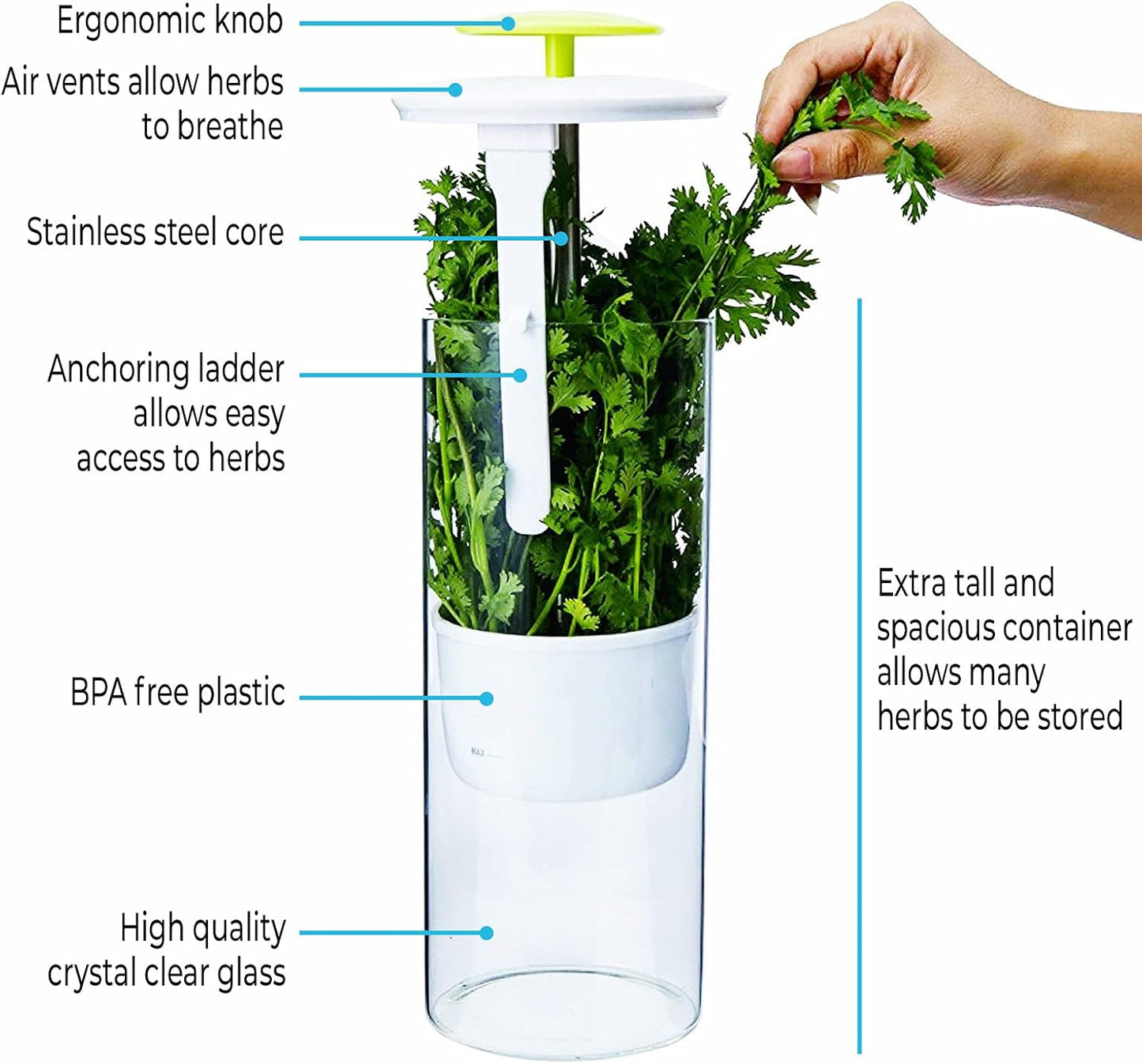 XXL Herb Keeper and Herb Saver – Glass Storage Container for Cilantro, Mint, Parsley, Asparagus, Keeps Greens Fresh for 2-3 Weeks